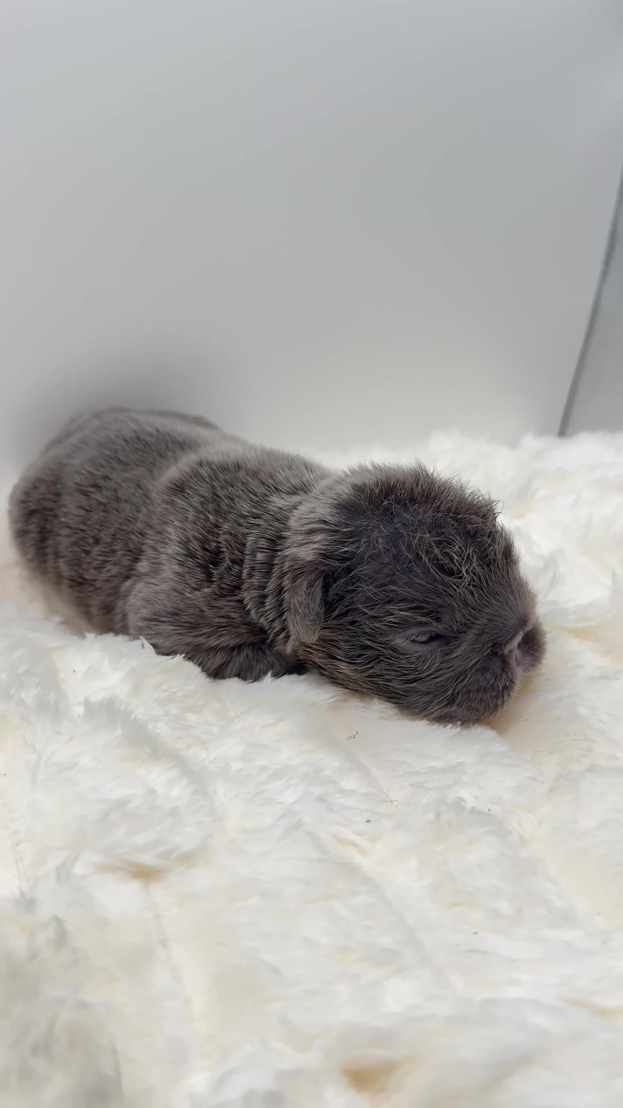 French Bulldog dogs for sale: Short Rib - Video 1