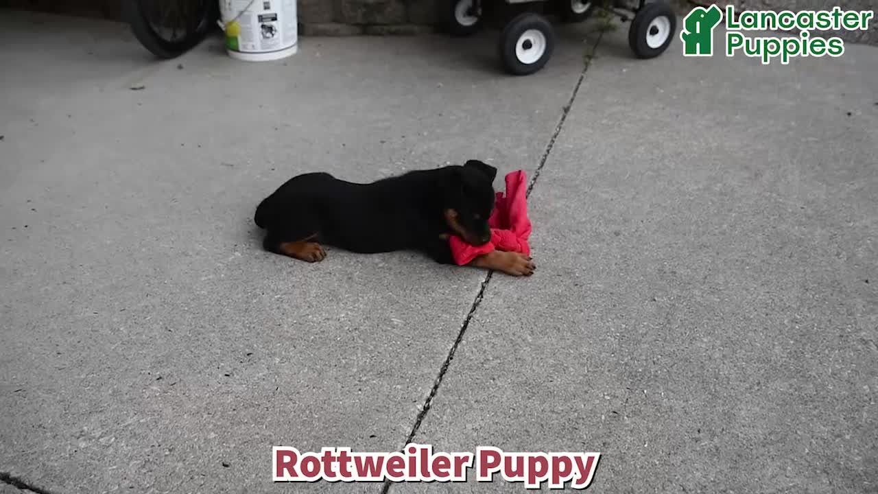 Rottweiler dogs for sale: Missy - Video 1