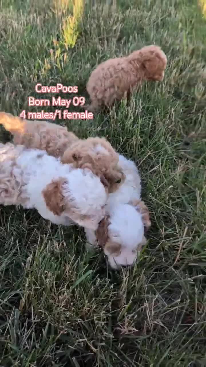 Cavapoo dogs for sale: Shiloh - Video 2