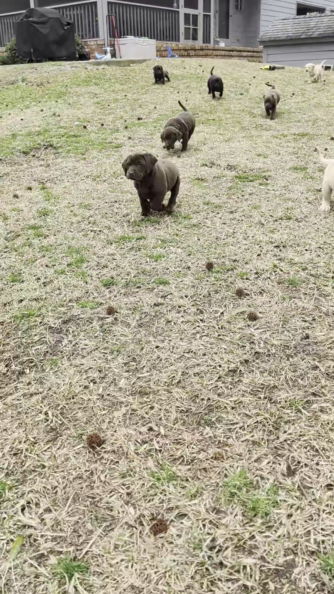 Labrador Retriever dogs for sale: Conway - Video 1