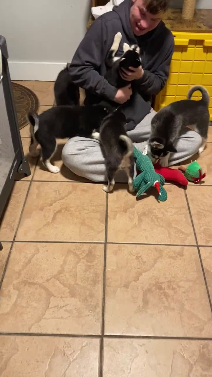 Pomsky dogs for sale: Bree  - Video 1