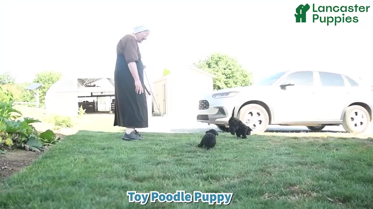 Toy Poodle dogs for sale: Frisky - Video 1