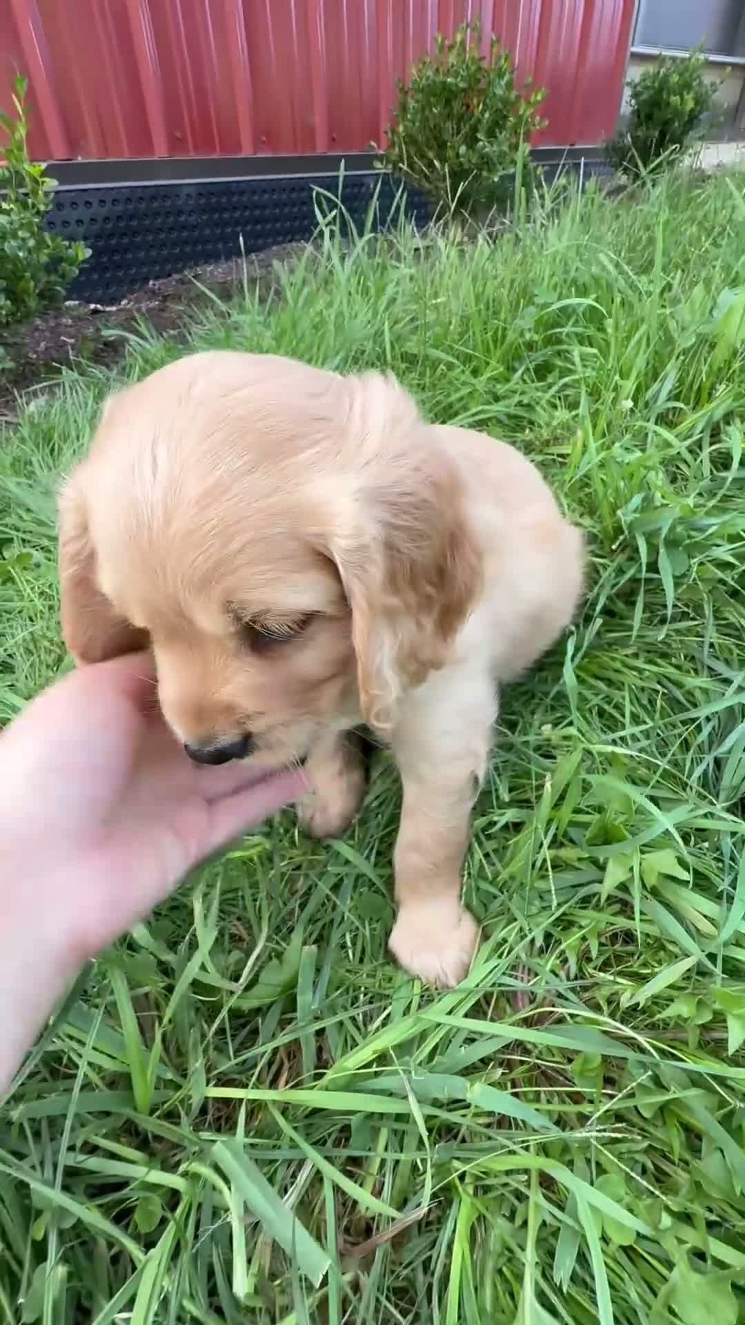 Miniature Golden Retriever dogs for sale: Gus - Video 1