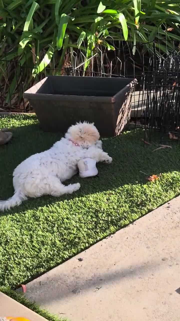 Maltipoo dogs for sale: Sophie - Video 1