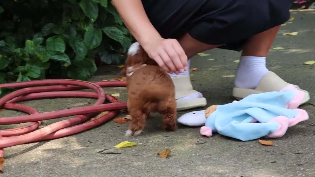 Cavapoo dogs for sale: Ellie - Video 1