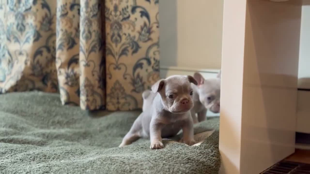 French Bulldog dogs for sale: Hera - Video 3