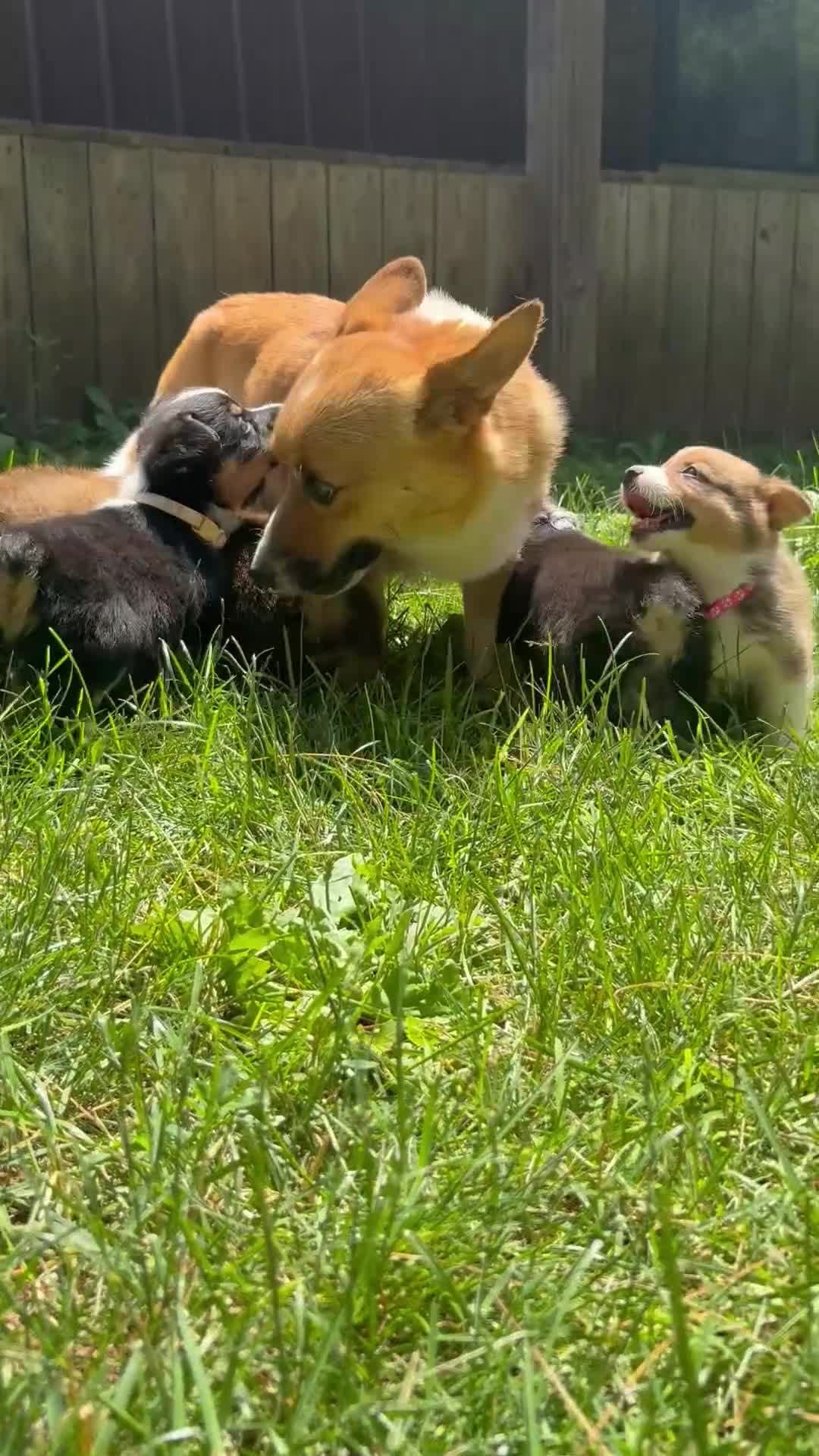 Welsh Corgi Pembroke dogs for sale: Welsh Corgi Pembroke 5 - Video 1