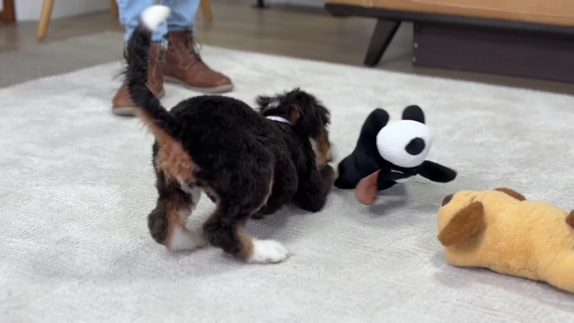 Mini Bernedoodle dogs for sale: Minnie - Video 1