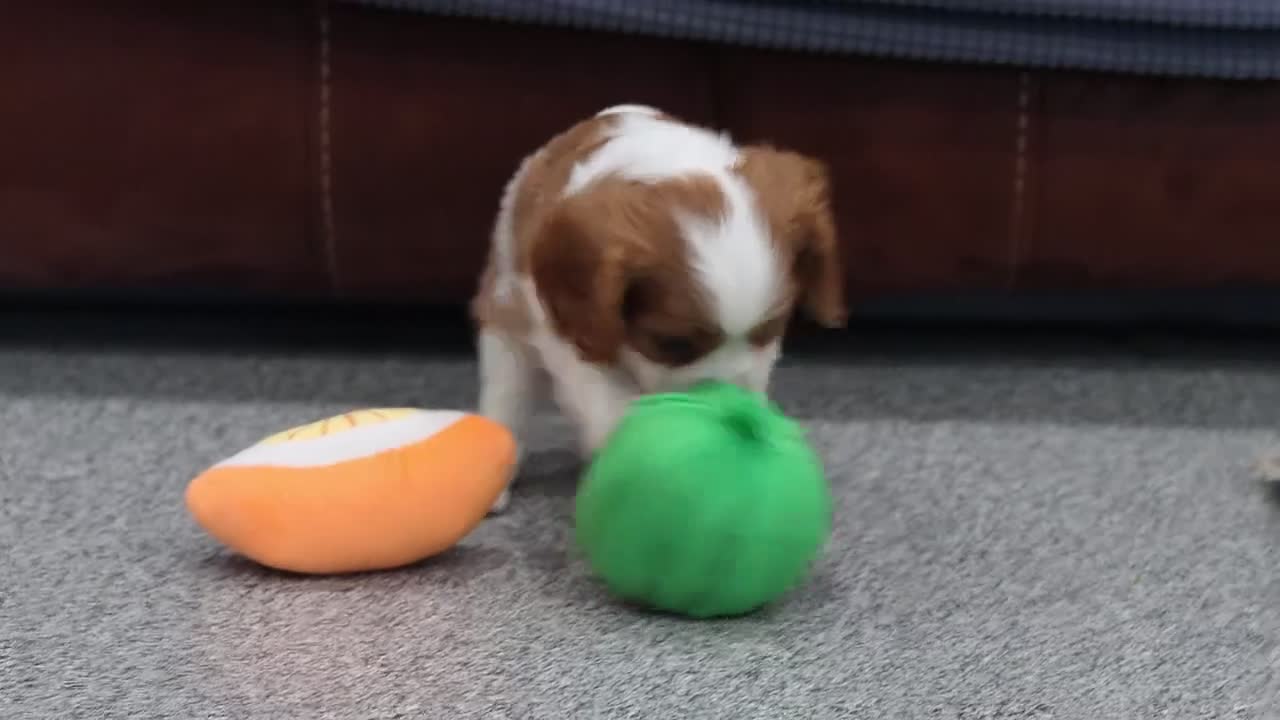 Cavalier King Charles Spaniel dogs for sale: Benji - Video 1
