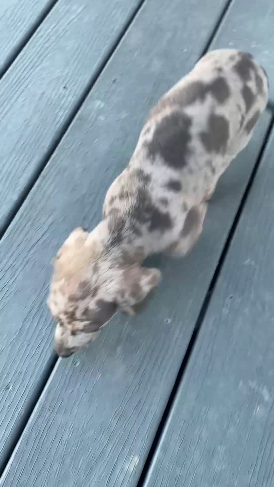 Miniature Dachshund dogs for sale: Ashley - Video 1