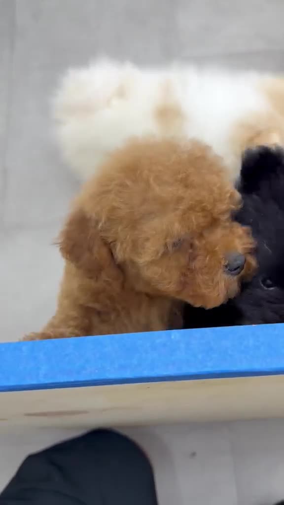 Mini Goldendoodle dogs for sale: TOY GOLDENDOODLE  - Video 1