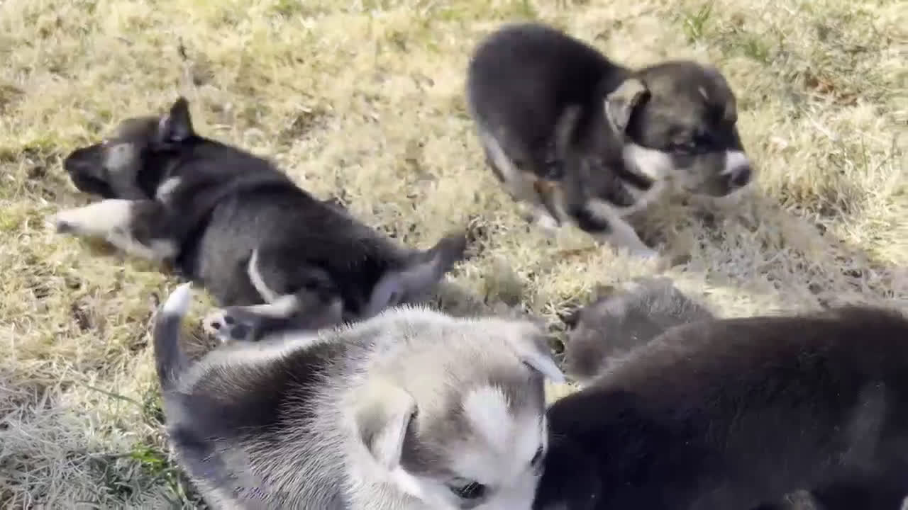 Mixed Breed dogs for sale: Mixed Breed Puppy 1 - Video 1