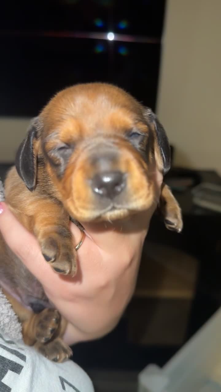 Dachshund dogs for sale: Dachshund Puppy 2 - Video 1