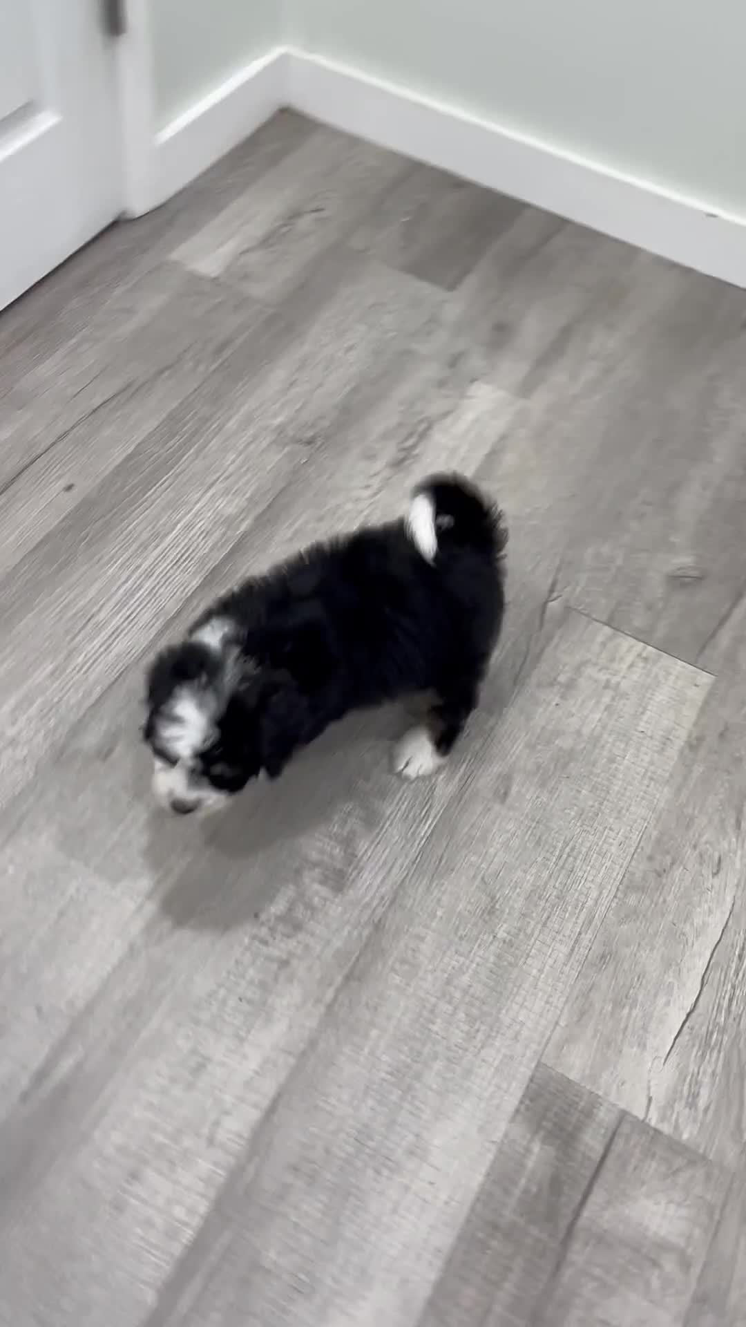 Mini Bernedoodle dogs for sale: Brent - Video 1