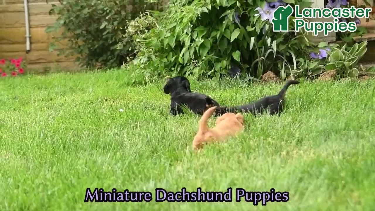 Miniature Dachshund dogs for sale: Elsie - Video 1