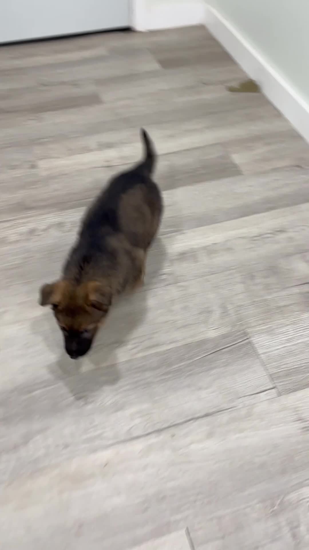 German Shepherd dogs for sale: Kevin - Video 1