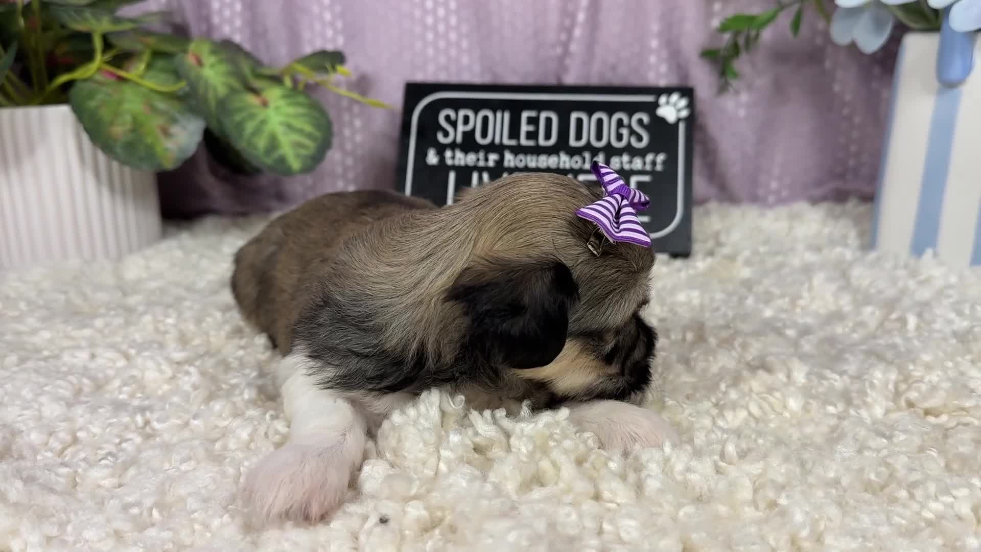 Havanese dogs for sale: Havanese 3 - Video 1
