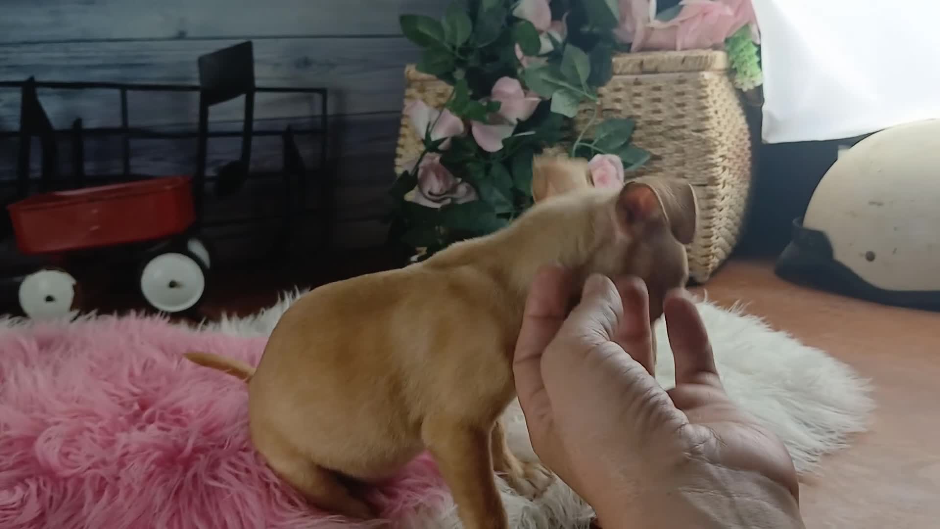 Chihuahua dogs for sale: White girl chi 2. Hand delivery  - Video 2