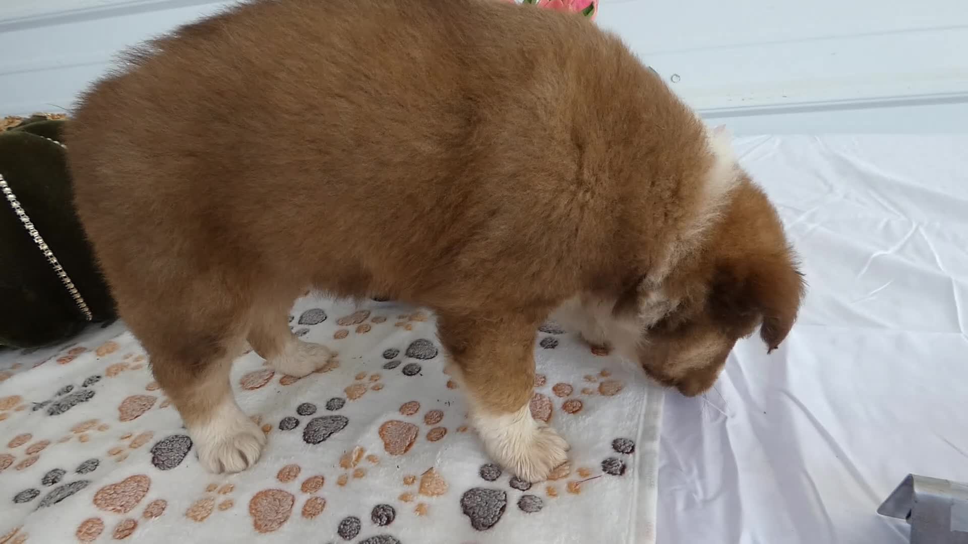 Mixed Breed dogs for sale: Mixed Breed 6 Blue Ivy - Video 1