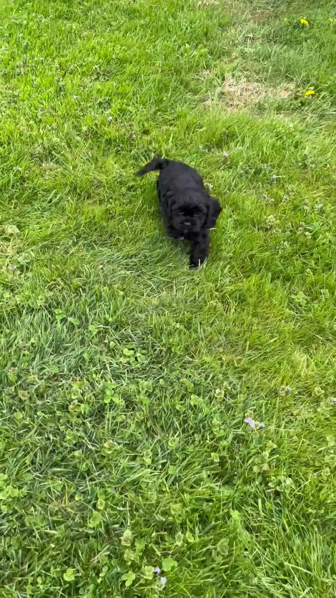 Cavapoo dogs for sale: Bruno - Video 1