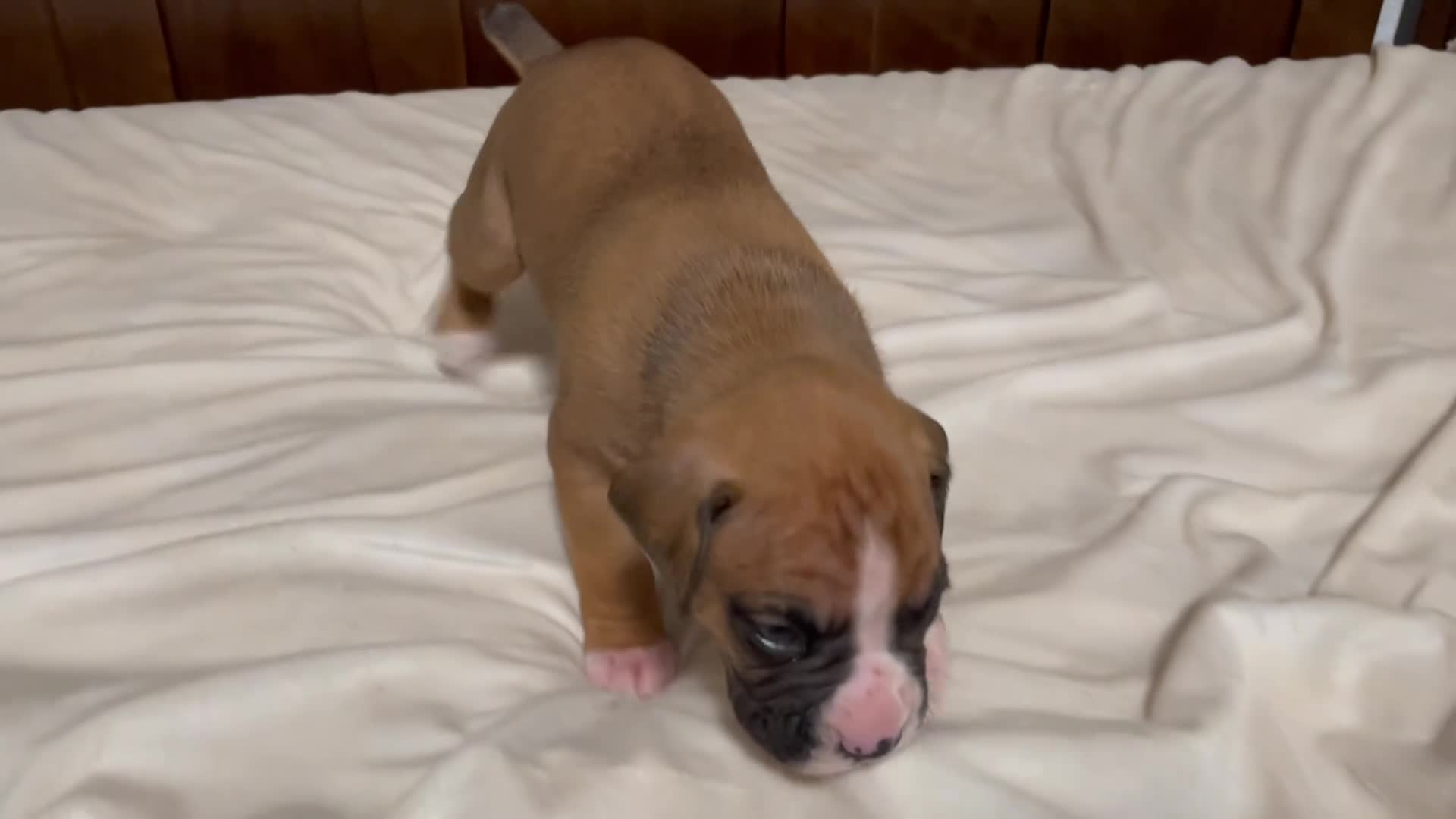 Boxer dogs for sale: Milo - Video 1