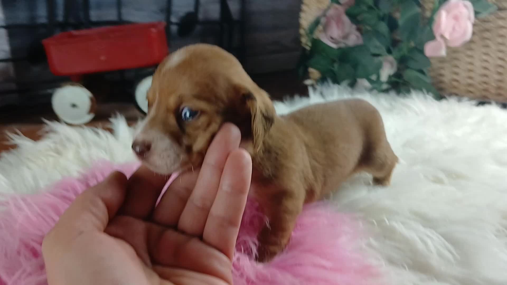 Dachshund dogs for sale: Nationwide delivery. Sugar pies red and white girl - Video 1
