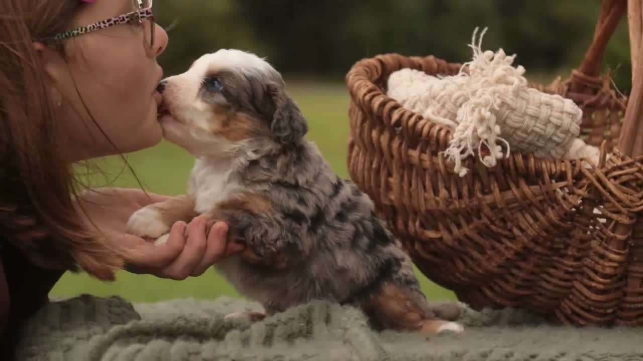 Mini Bernedoodle dogs for sale: Harvest F1 Mini Bernedoodle  - Video 5