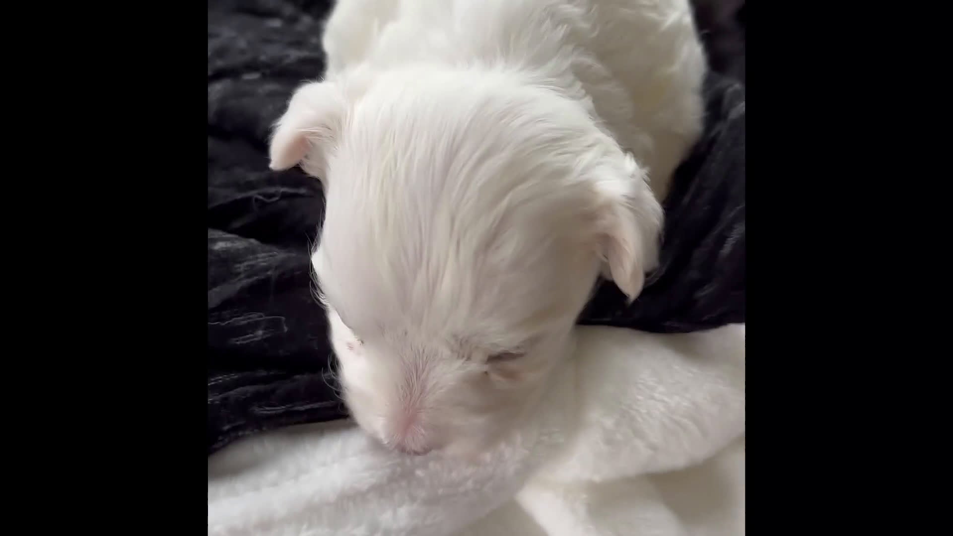 Morkie dogs for sale: Zoey - Video 1