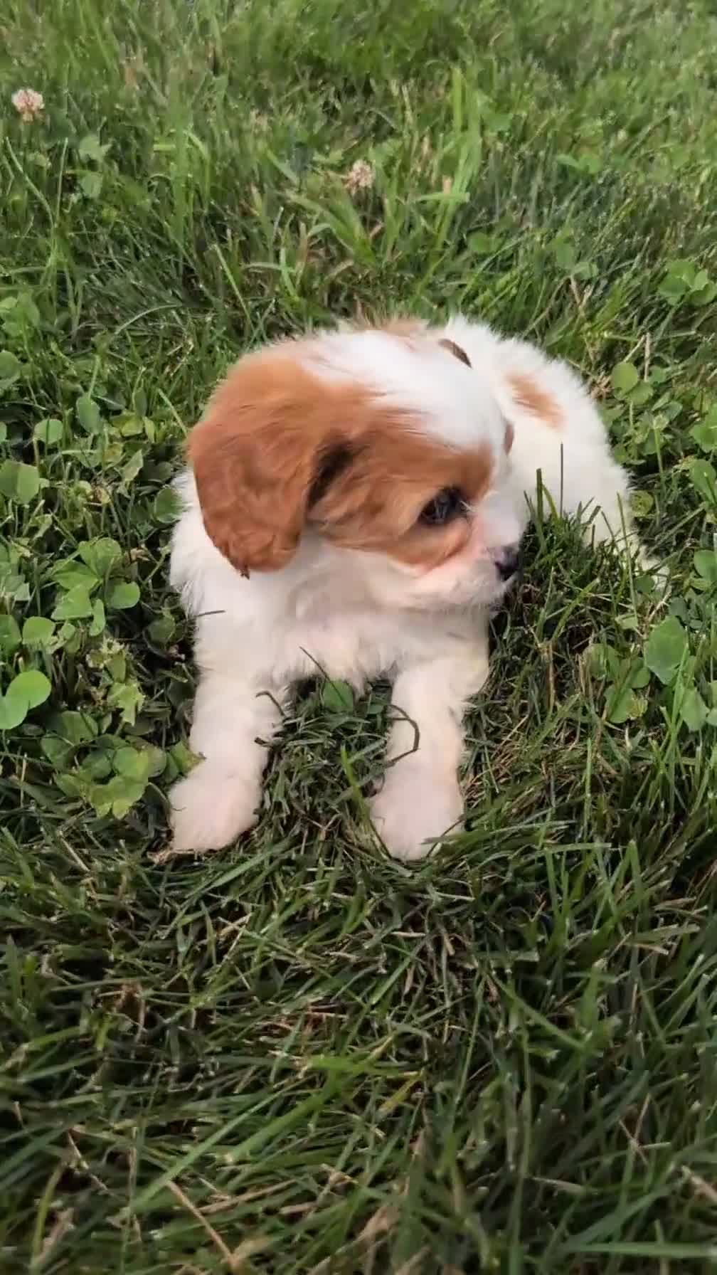 Cavapoo dogs for sale: Nadia - Video 1