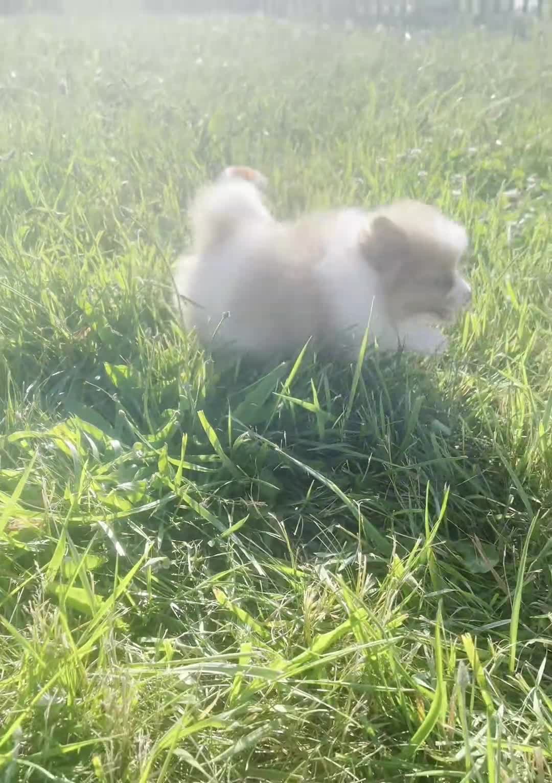 Pomeranian dogs for sale: Margo AKC - Video 1