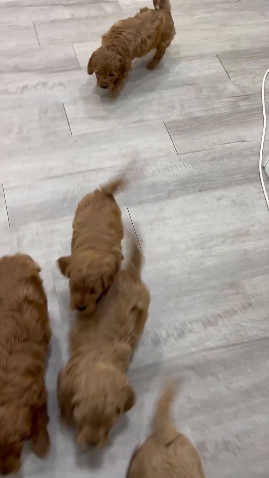 Mini Goldendoodle dogs for sale: River - Video 2