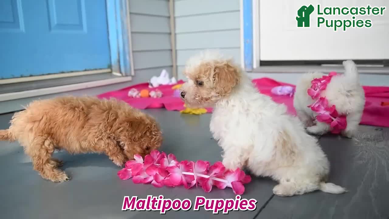 Maltipoo dogs for sale: Oliver - Video 1