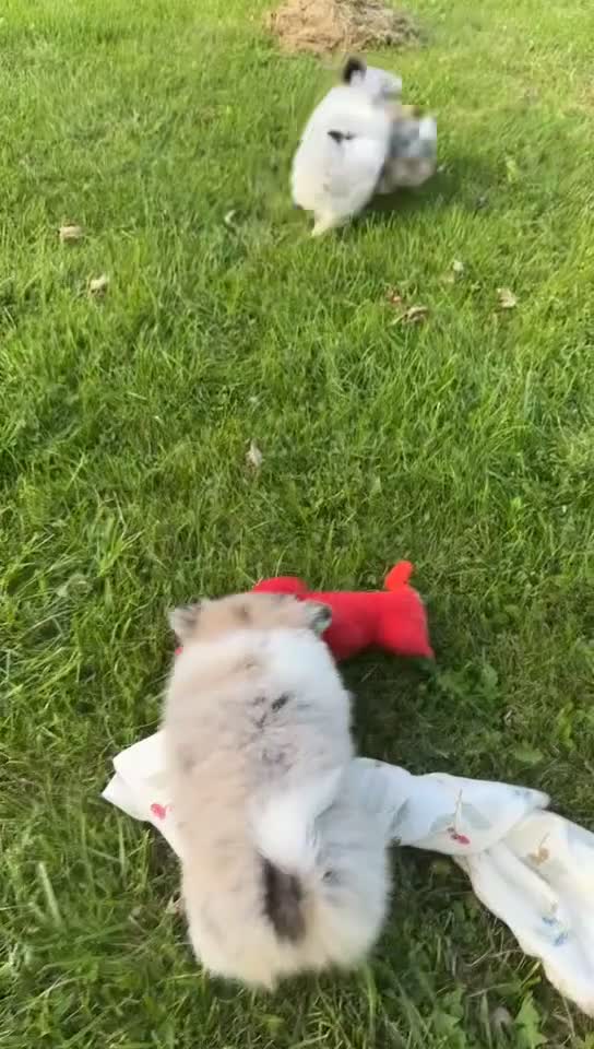 Pomeranian dogs for sale: Jasper - Video 2