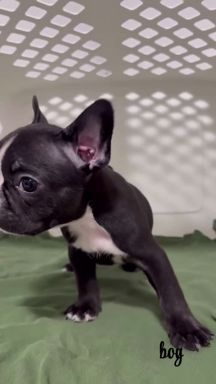 French Bulldog dogs for sale: French Bulldog Puppy 1 - Video 1