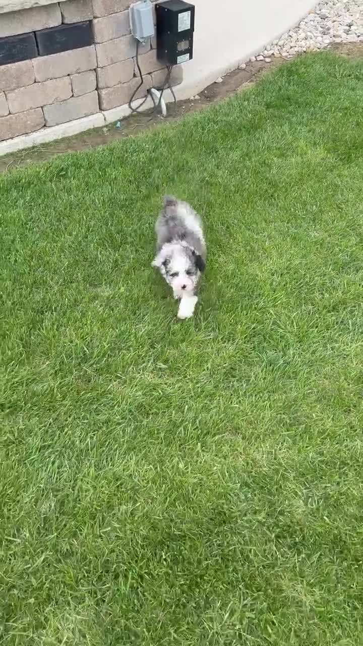 Miniature Poodle dogs for sale: Mini Paisley - Video 1