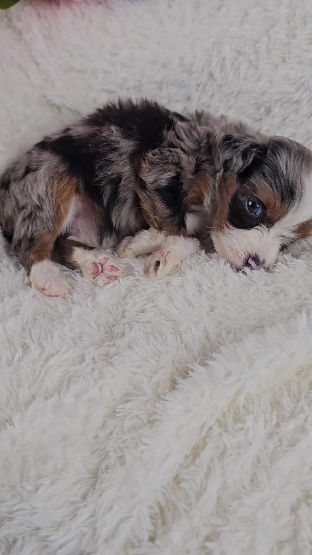 Mini Aussiedoodle dogs for sale: Indigo - Video 1