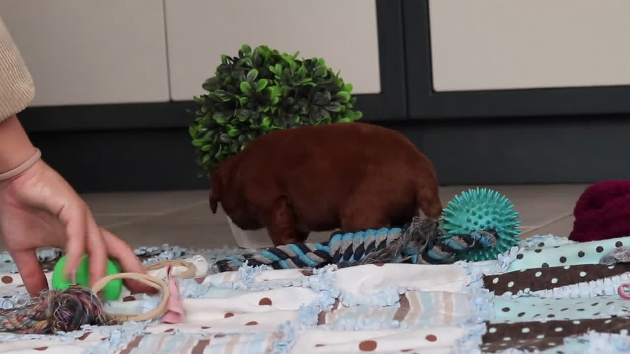 Labradoodle dogs for sale: Sadie - Video 1