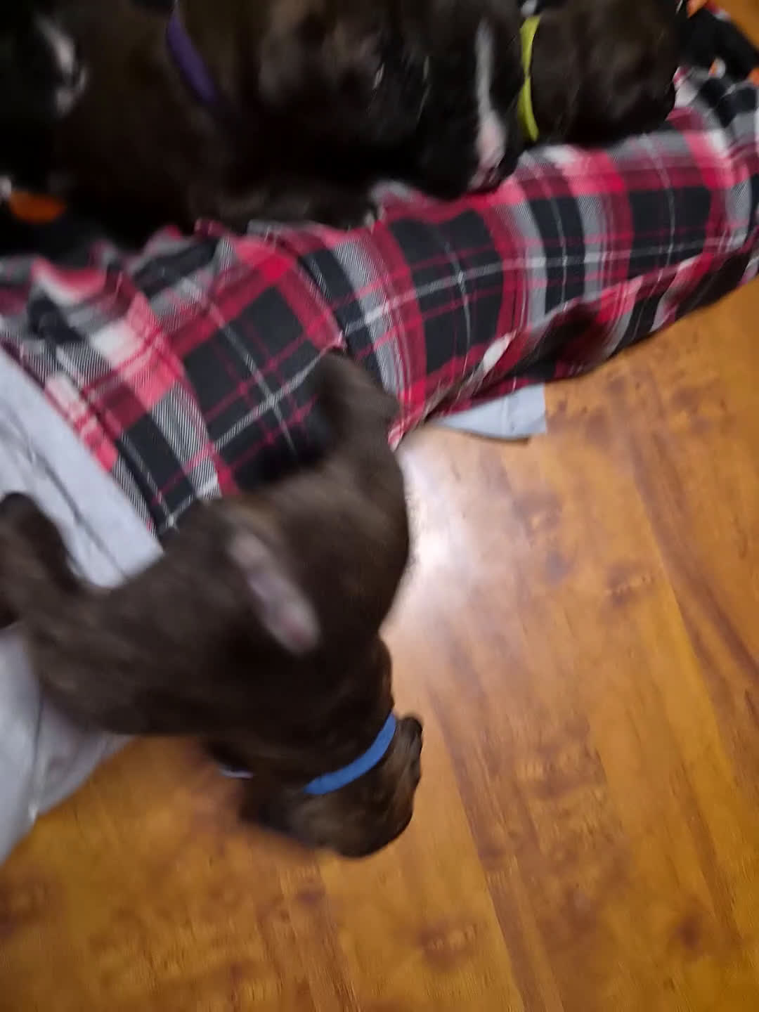 Boxer dogs for sale: Blue - Video 1