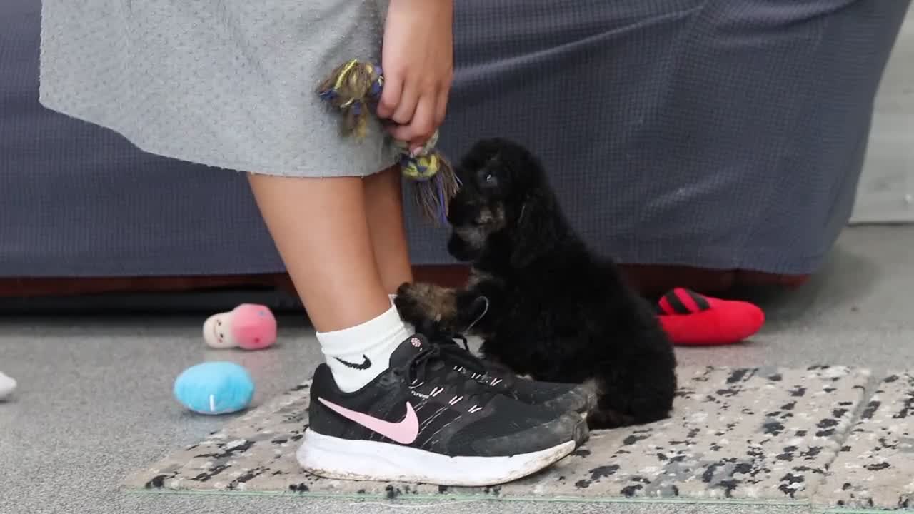 Cavapoo dogs for sale: Cooper - Video 1