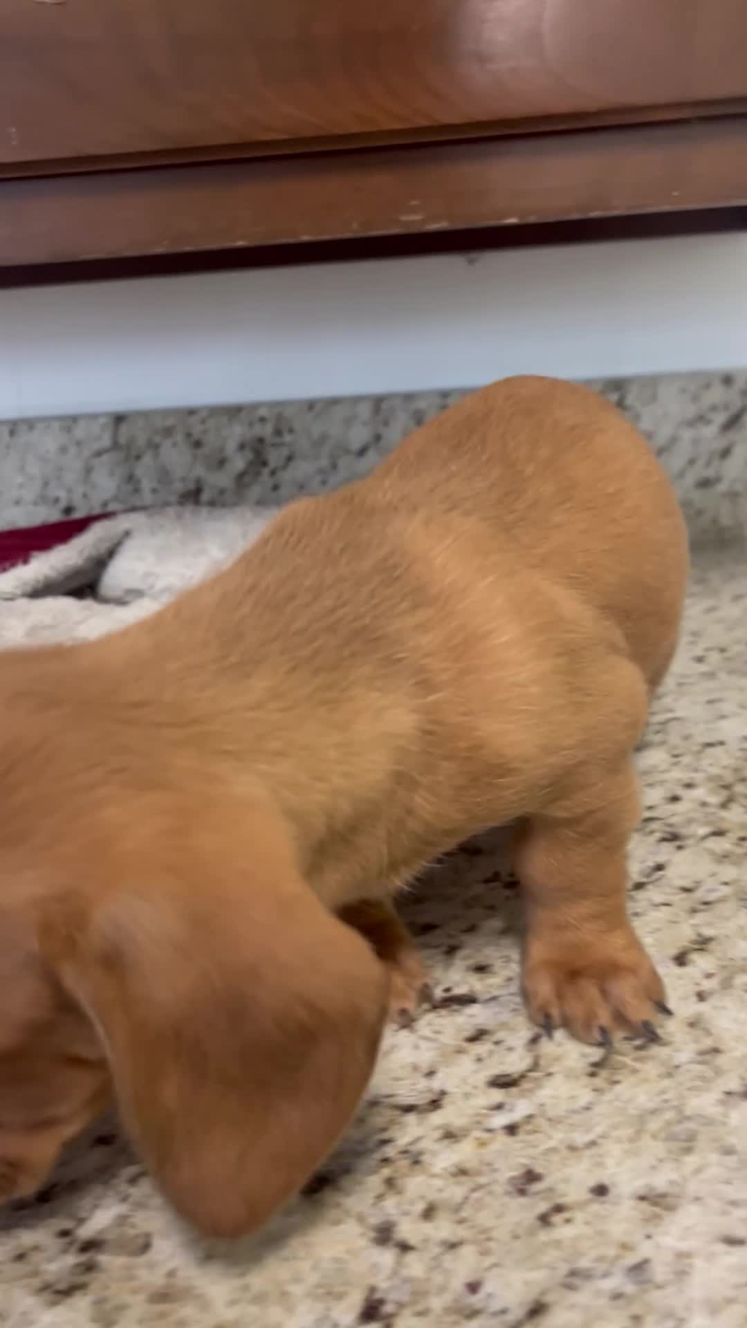 Miniature Dachshund dogs for sale: Winnie  - Video 1
