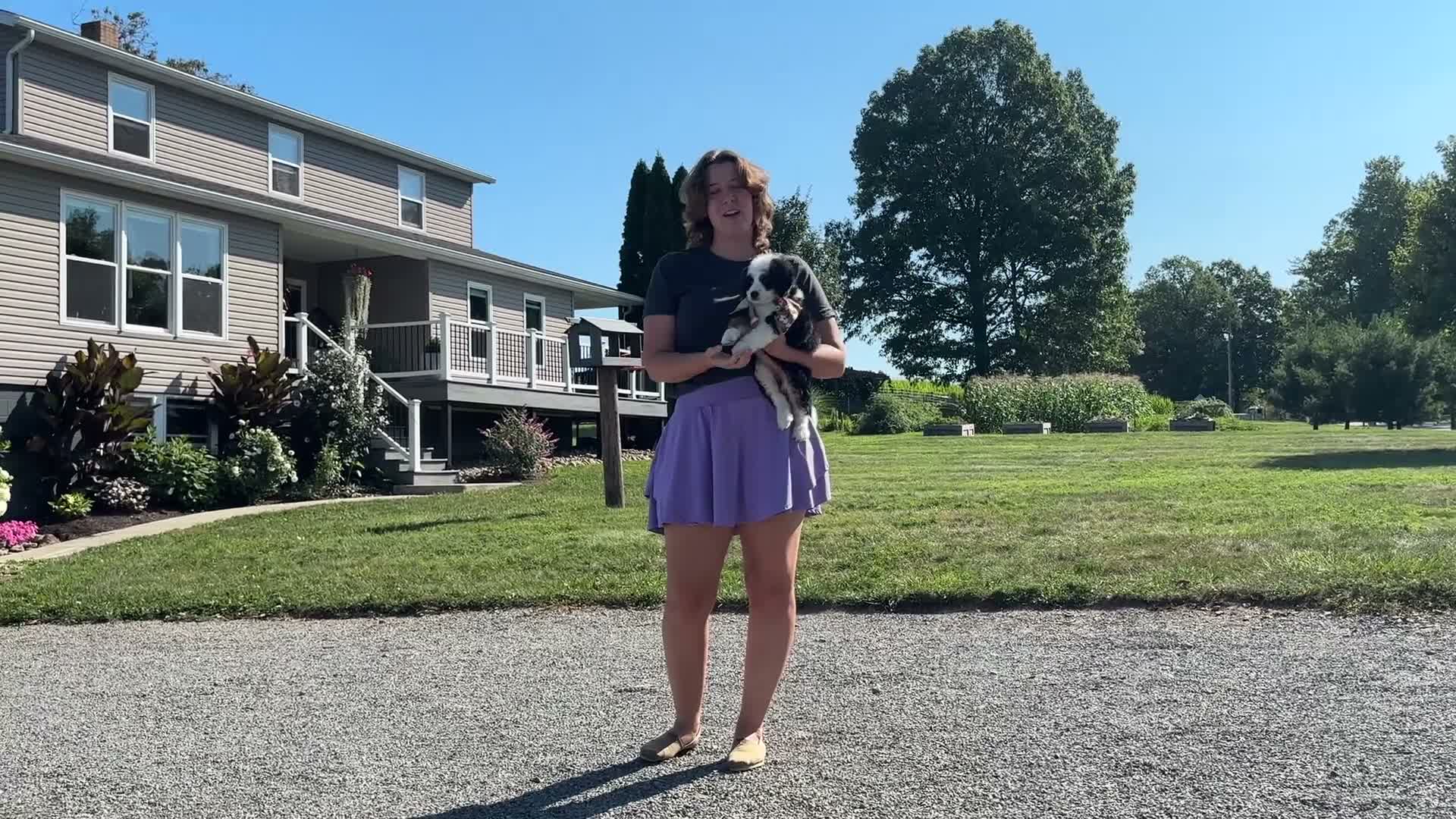 Mini Bernedoodle dogs for sale: Kona - Video 1