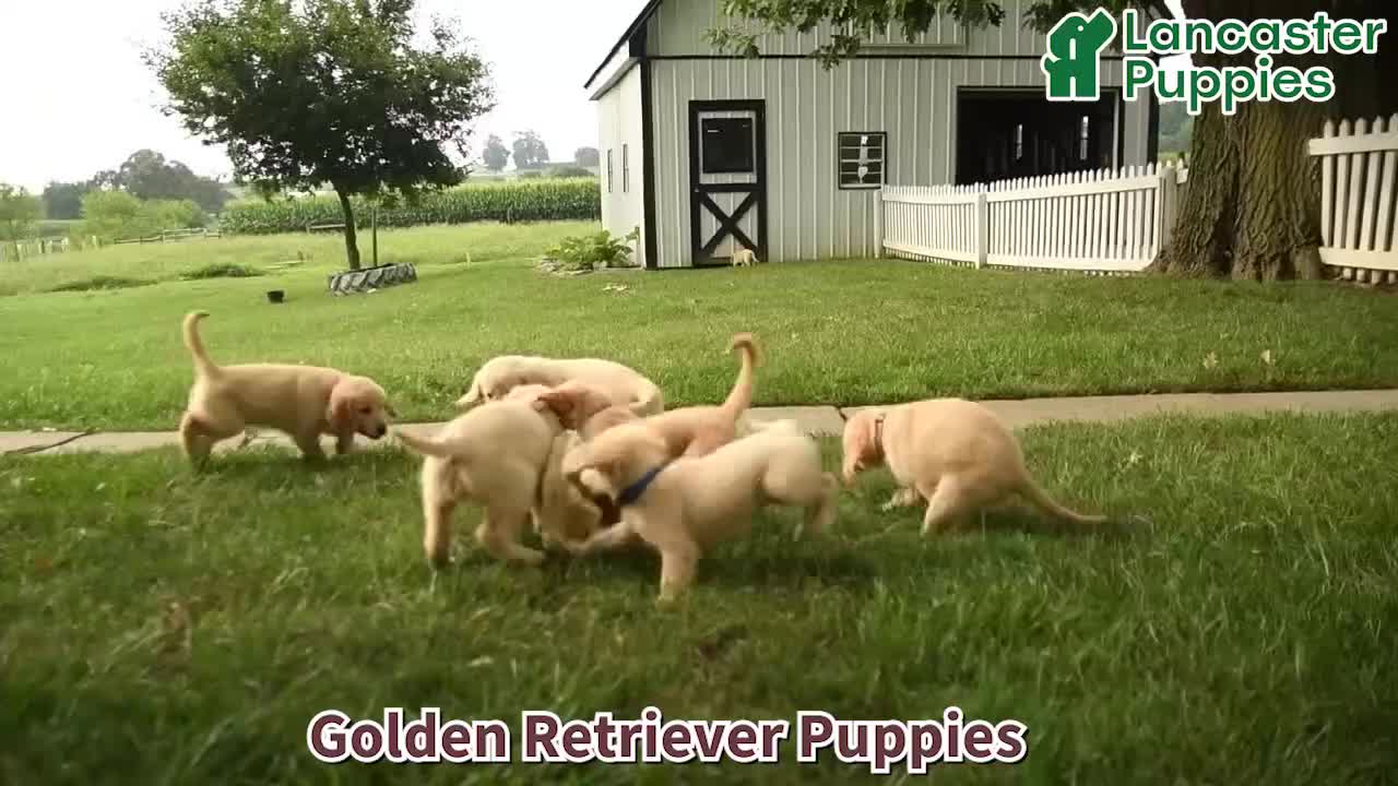 Golden Retriever dogs for sale: Justus - Video 1