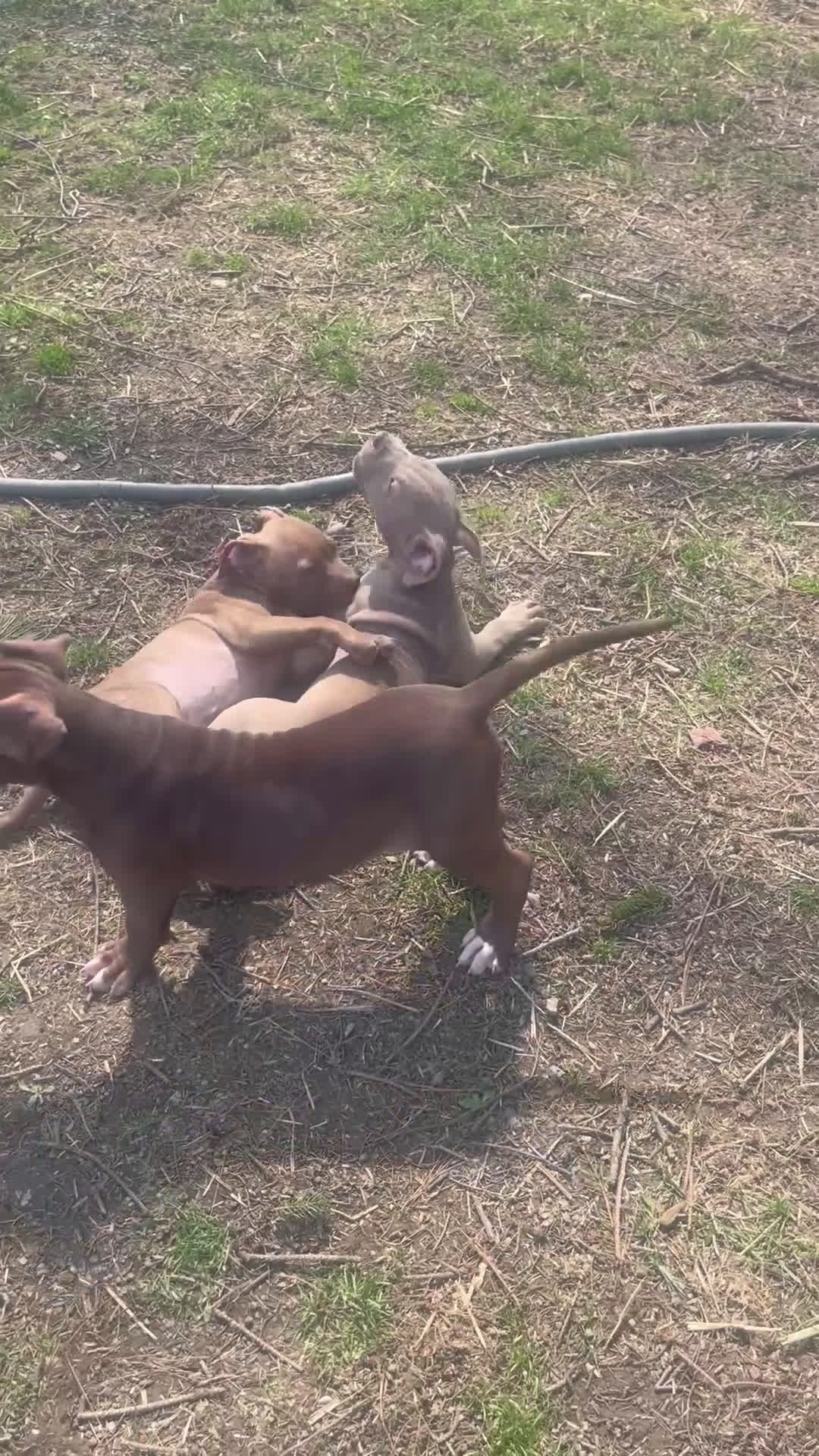 American Bully dogs for sale: American Bully Male 3 - Video 1