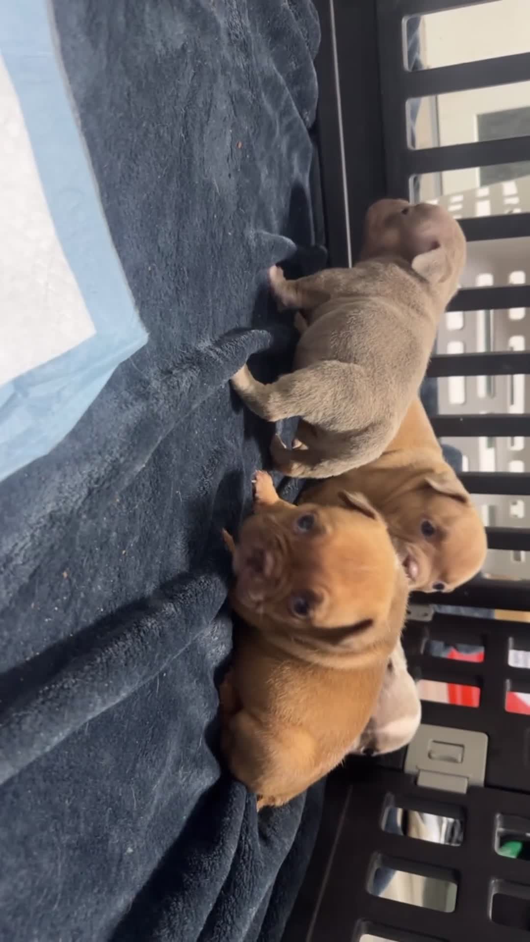 American Bully dogs for sale: Sapphire - Video 1