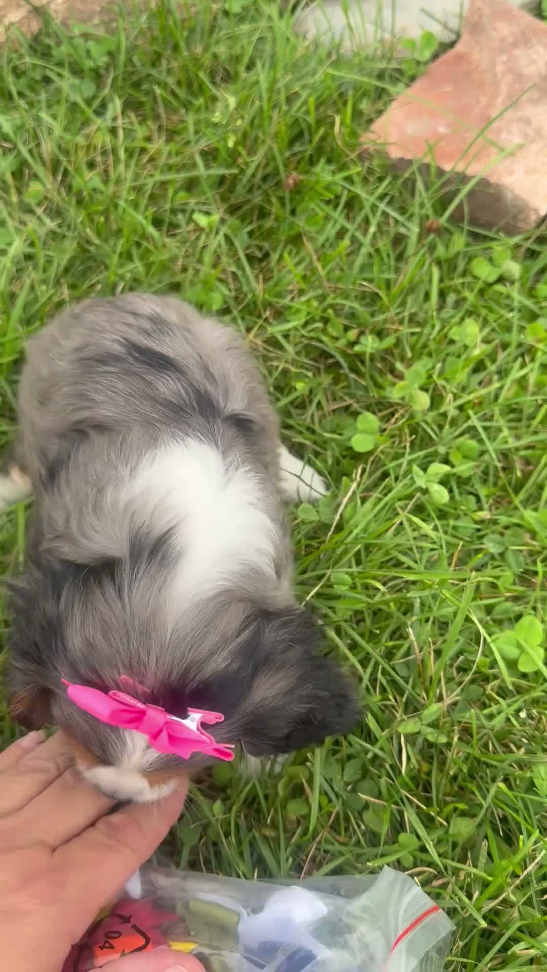 Cavalier King Charles Spaniel dogs for sale: Leah - Video 1