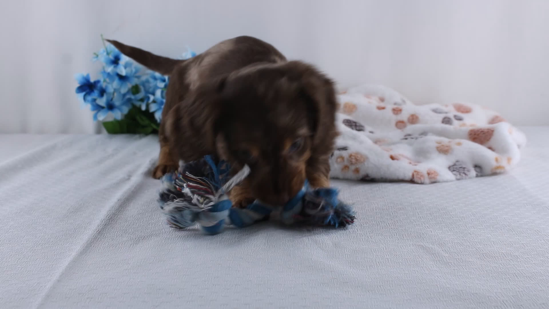 Miniature Dachshund dogs for sale: Ethan - Video 1