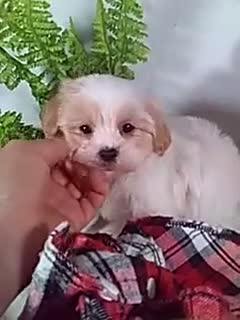 Shihpoo dogs for sale: Hunter - Video 1