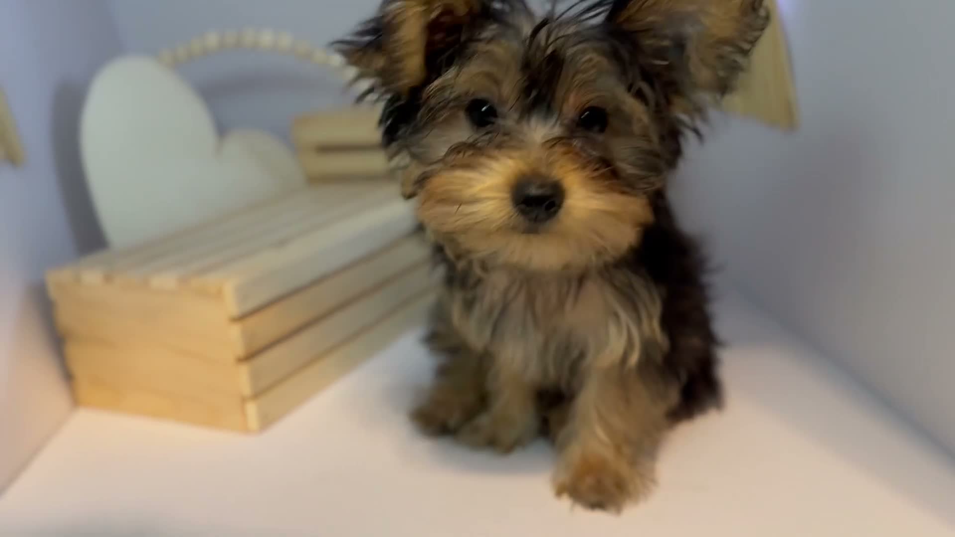 Yorkshire Terrier dogs for sale: Darling  - Video 3