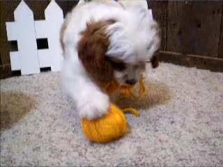 Cavapoo dogs for sale: Asher - Video 1