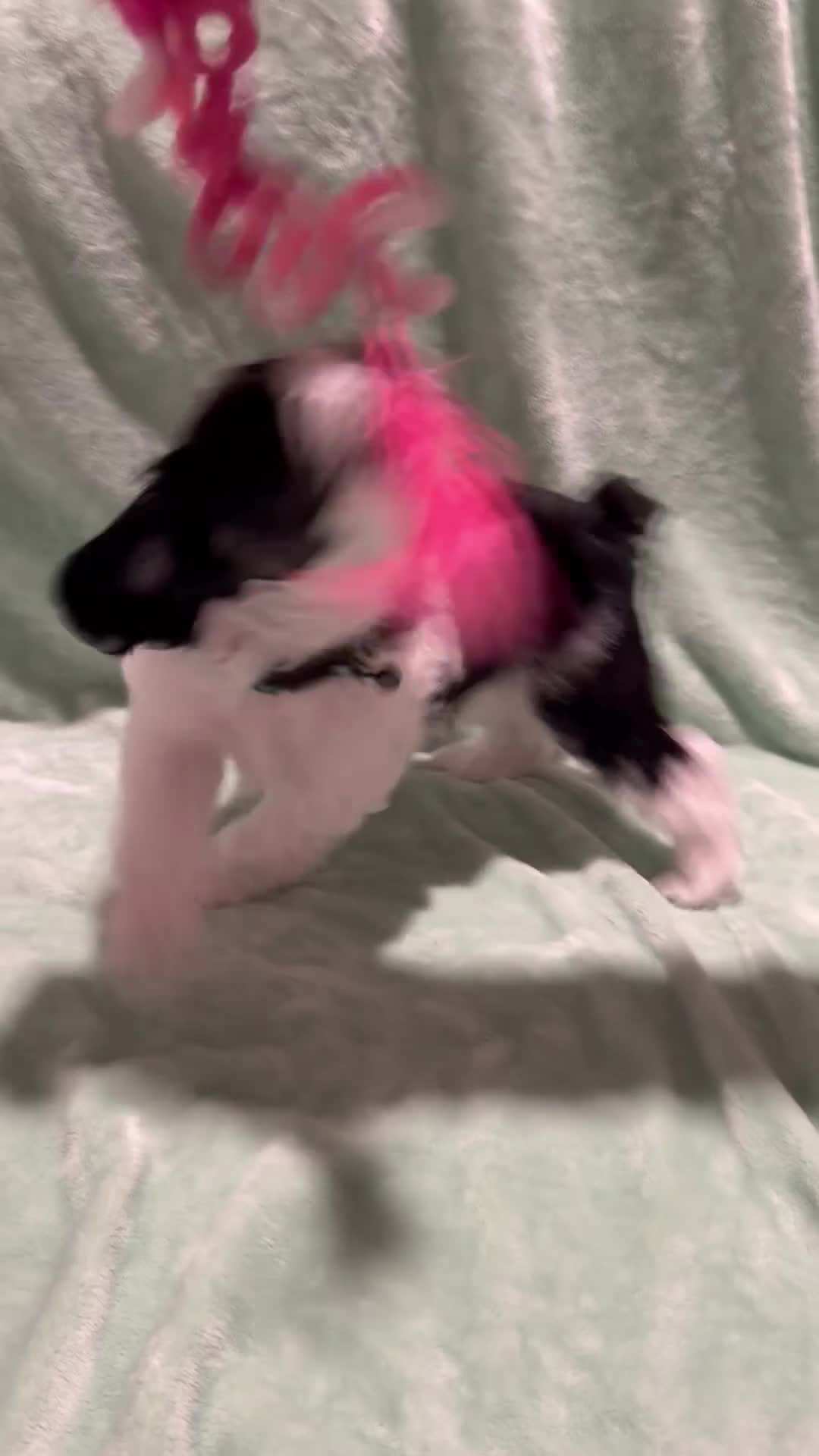 Miniature Schnauzer dogs for sale: Desiel  - Video 1